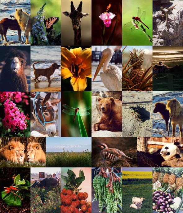Manfaat flora dan fauna bagi manusia