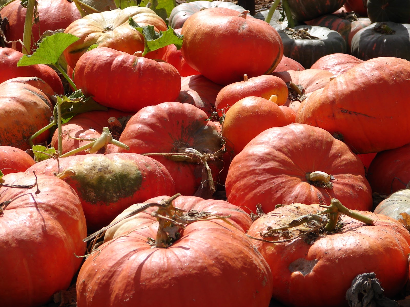 New Utah Gardener When Can I Plant Pumpkins In Utah?