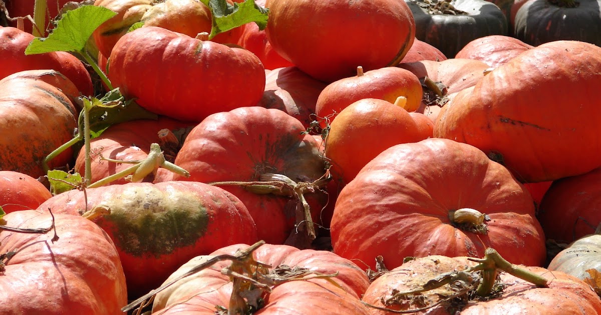 New Utah Gardener When Can I Plant Pumpkins In Utah?