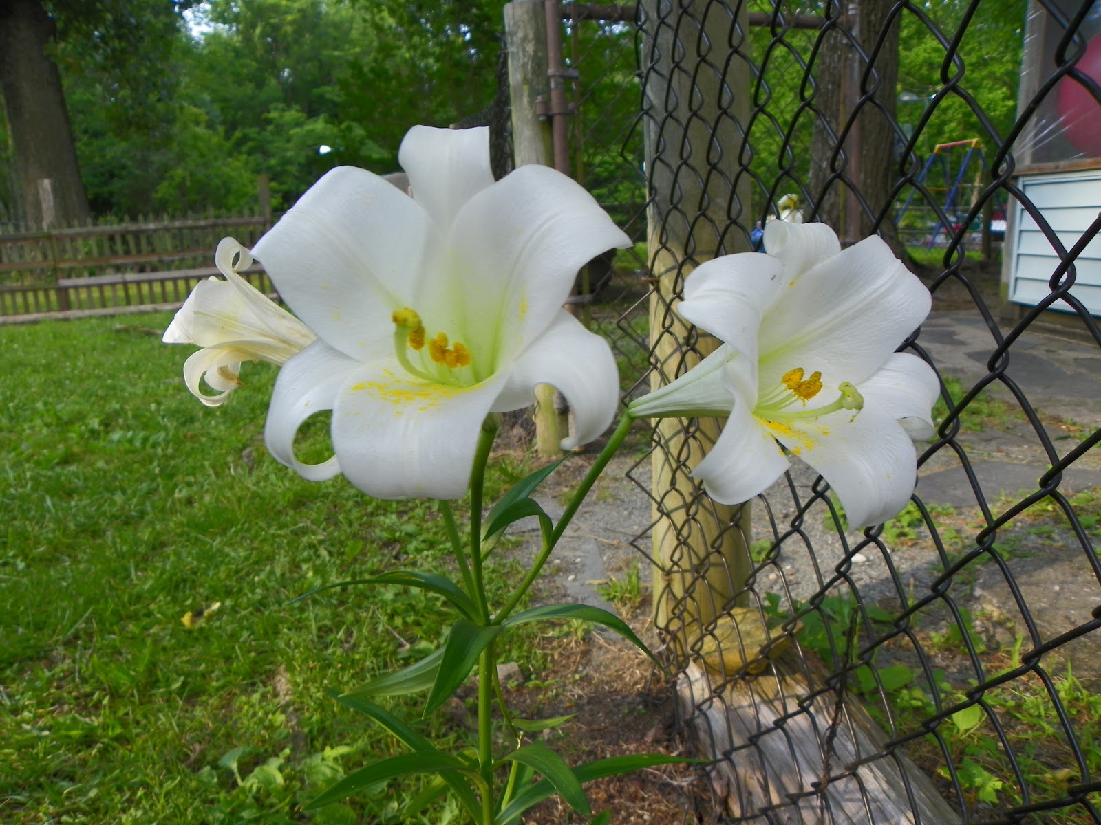 Pray For Lilly "Lilywork" in Solomon's temple