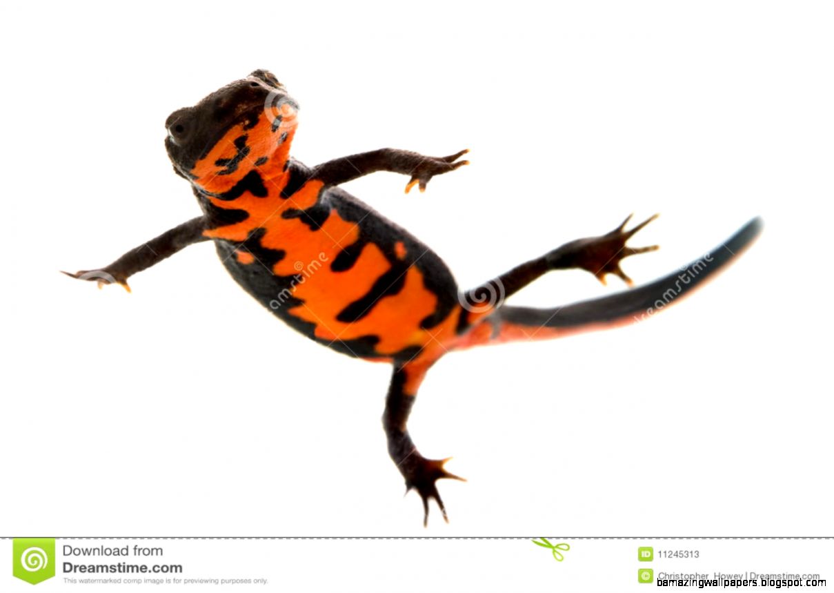 Japanese Fire Belly Newt Isolated On White Stock Photo   Image Japanese Fire Belly Newt Isolated On White Stock Photo   Image