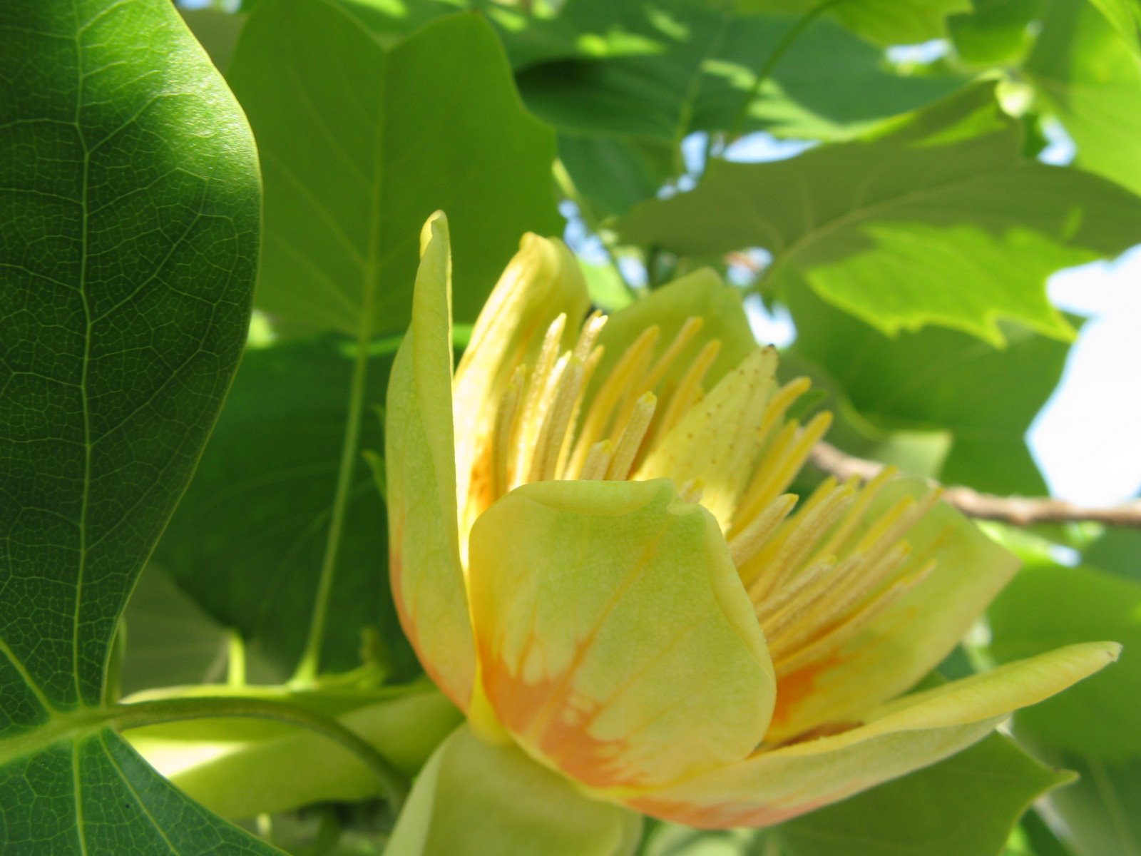 verderame l'albero dei tulipani