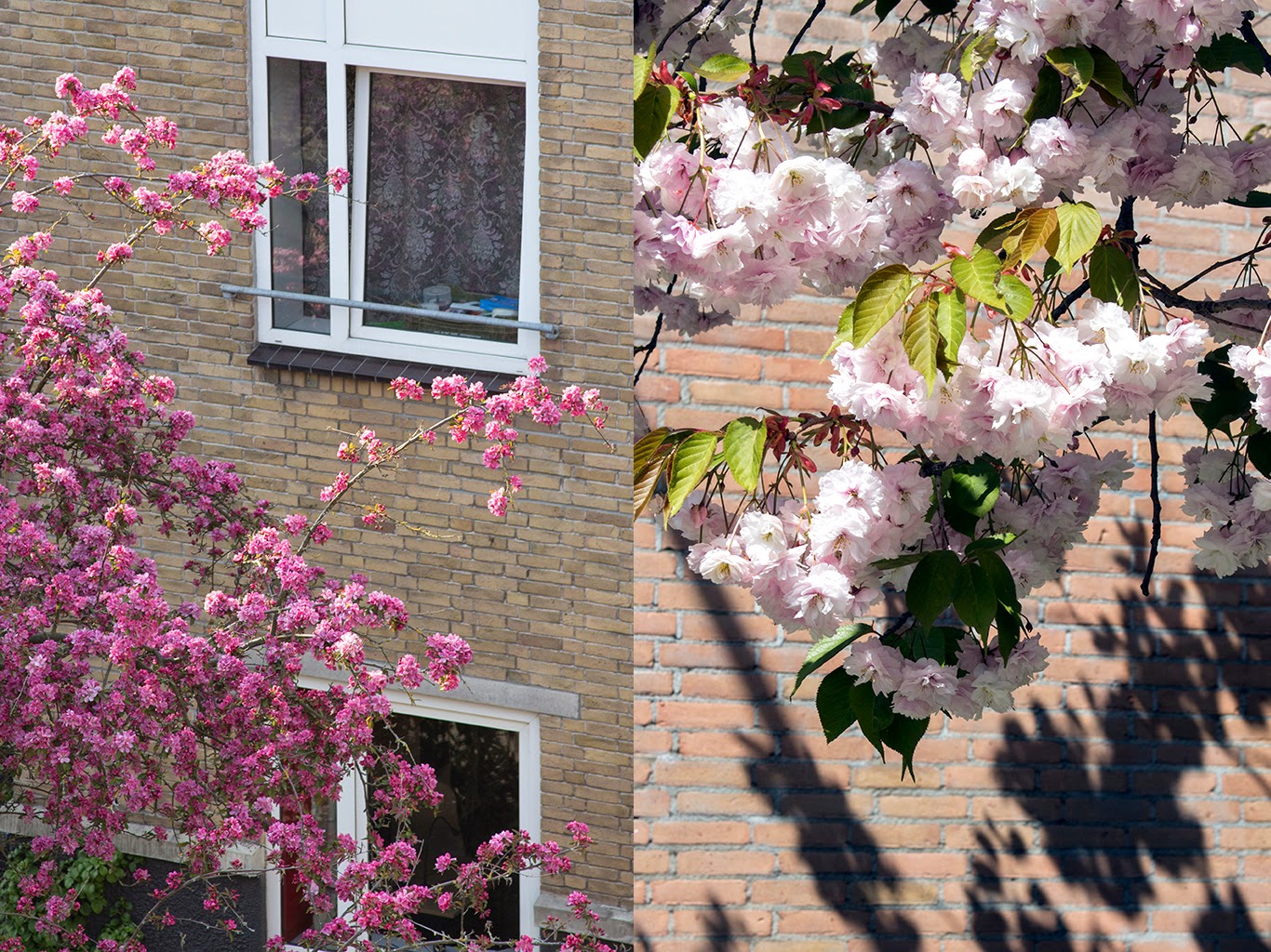branches with pink blossoms