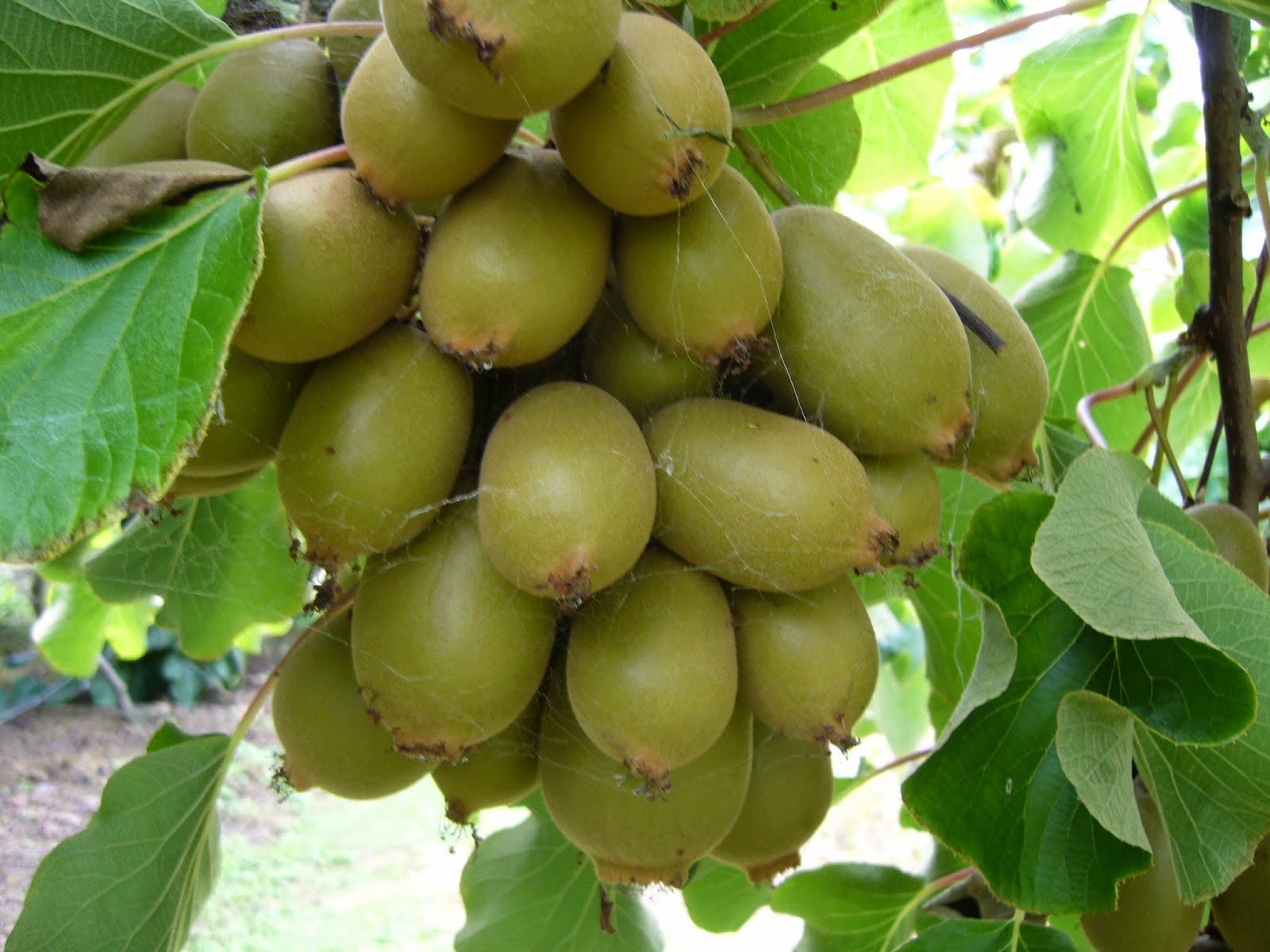 Dahsyat Manfaat Buah Kiwi bagi Kesehatan Manfaat Buah Kiwi bagi Kesehatan