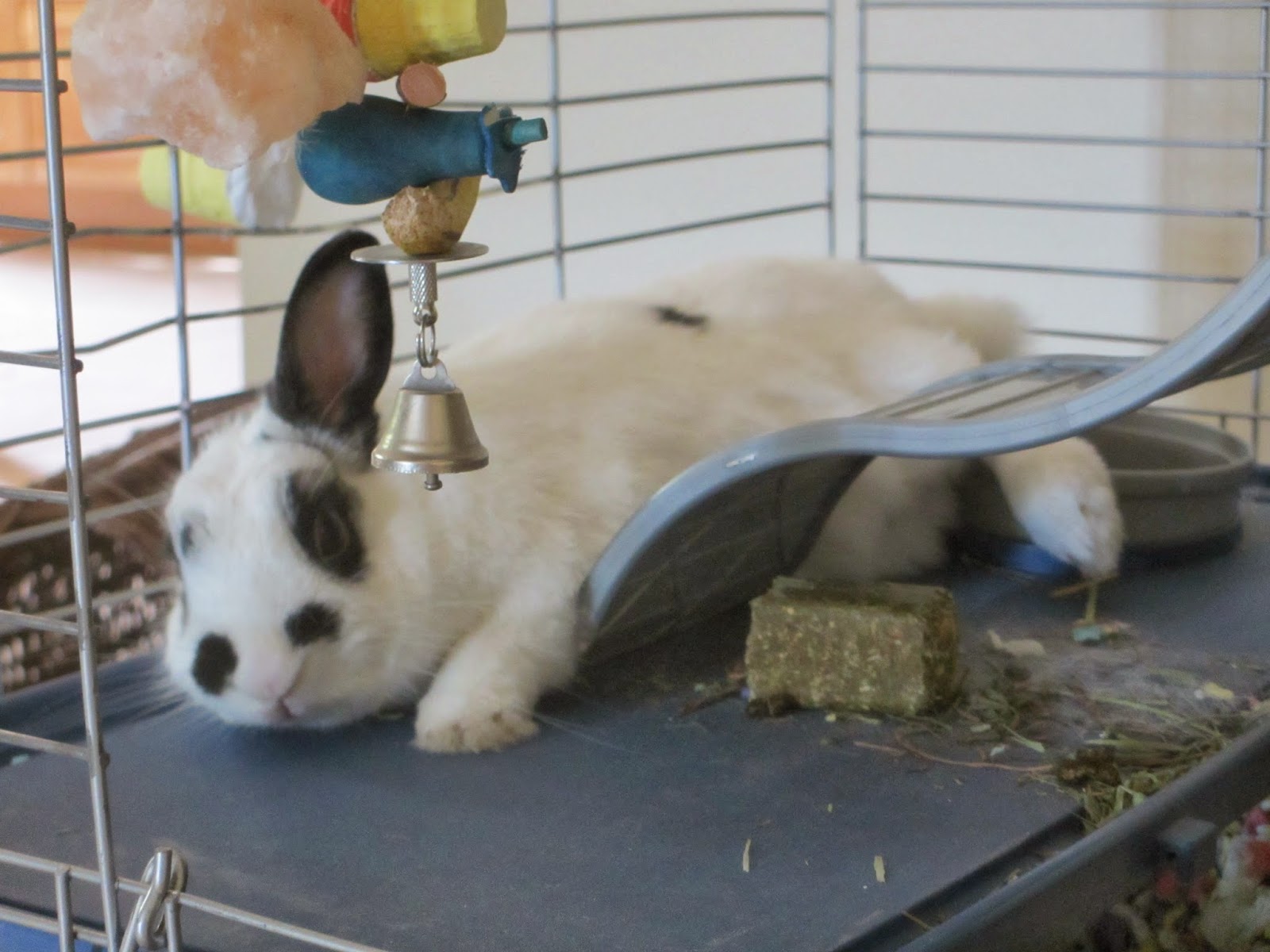 Justine's Blog How to Raise a Perfect Pet Rabbit