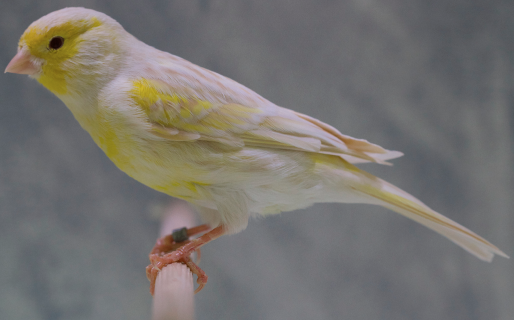 jaune canari jaune canari