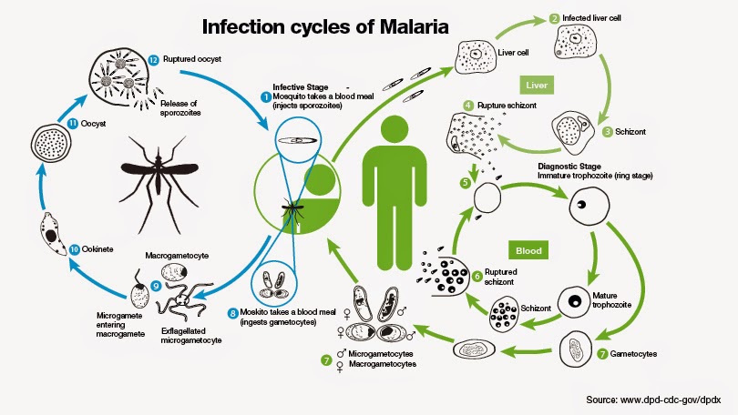 Cycles Malaria 810