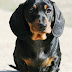 Temperament and Personality of Dachshund