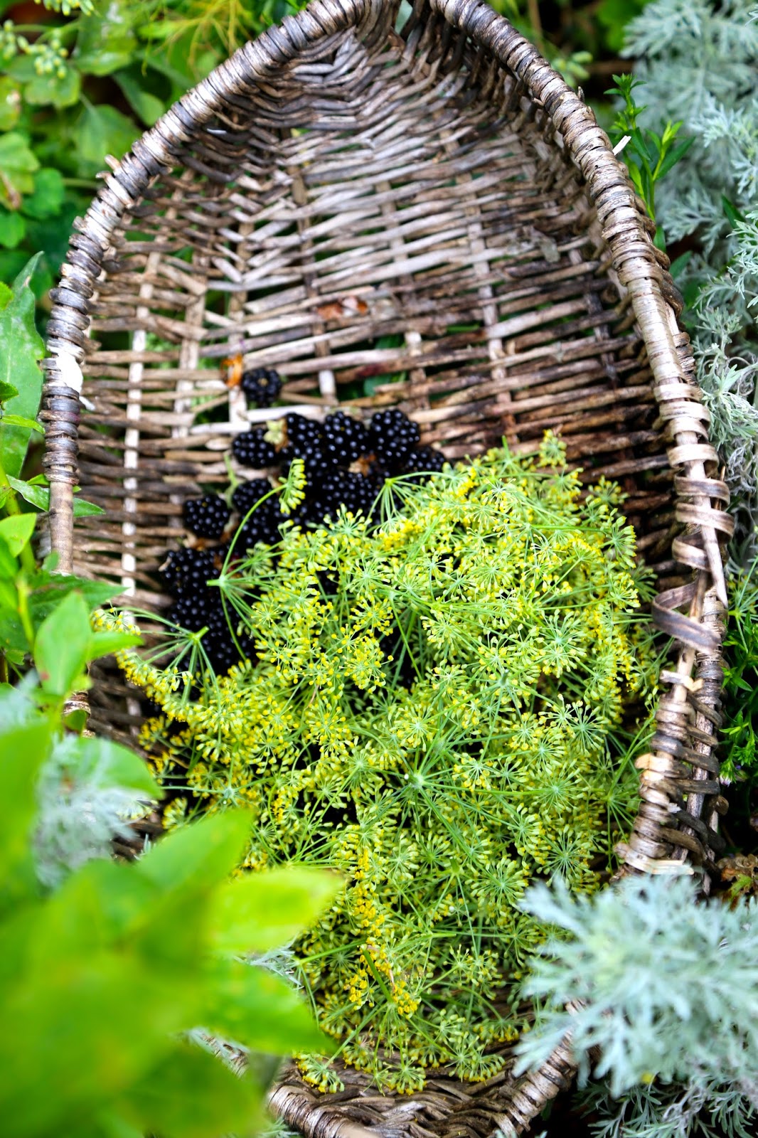 Blackberries and fennel flowers from the garden