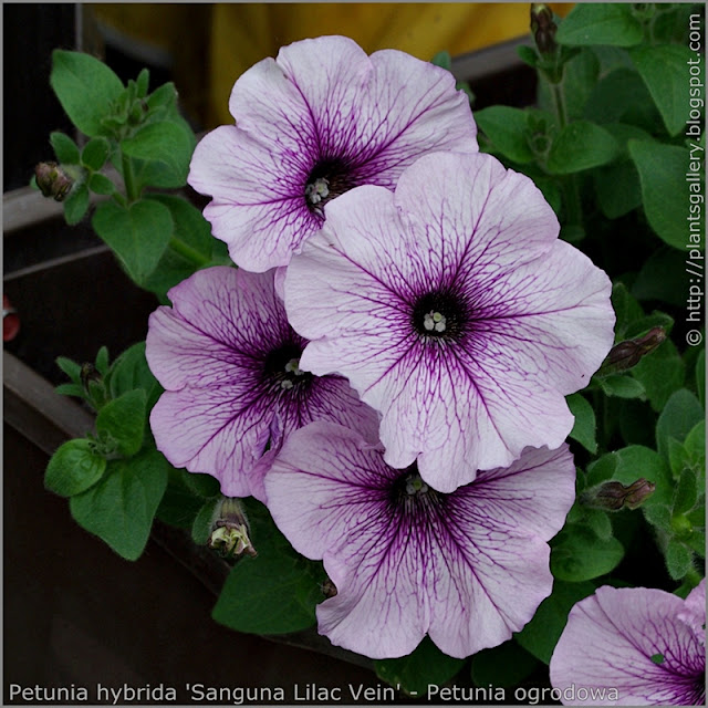 Petunia hybrida 'Sanguna Lilac Vein' - Petunia ogrodowa  'Sanguna Lilac Vein' 