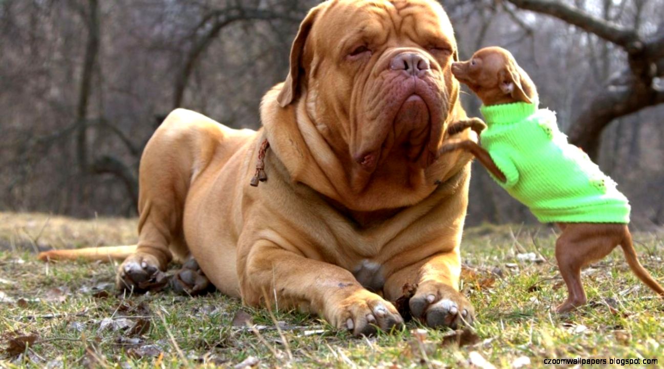 Bullmastiff Dog Desktop Wallpapers Bullmastiff Dog Pictures Bullmastiff Dog Desktop Wallpapers Bullmastiff Dog Pictures