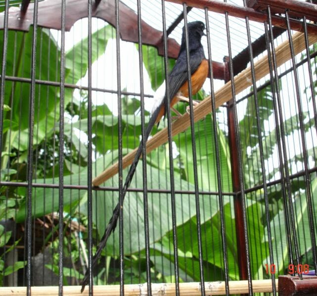 Murai Batu Medan Super 30cm Buntut