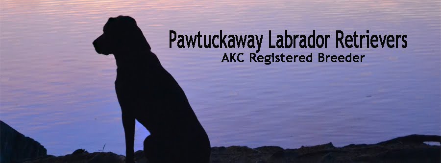 Pawtuckaway Labrador Retrievers
