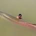 WATCH! Epic river monster caught by fishermen!!