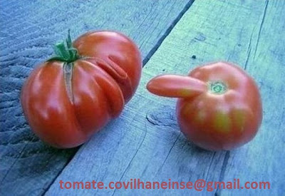 tomates-.jpg