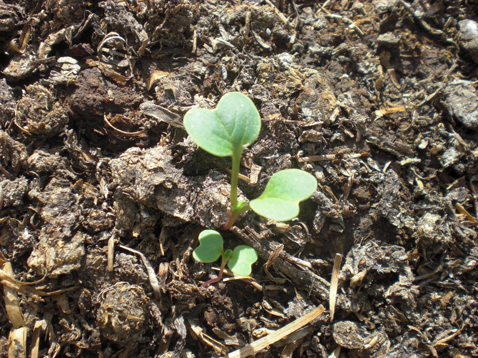 Life Through The Cracks Planting by the Moon From the Full Moon