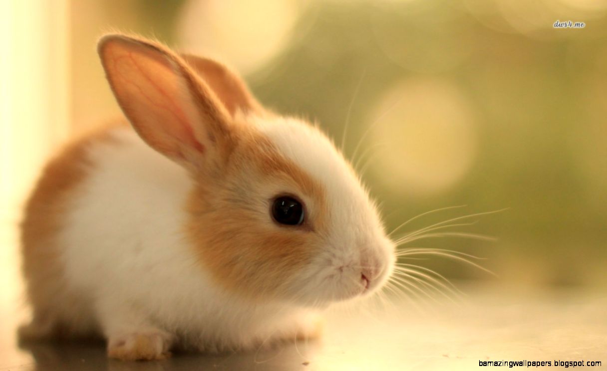 Cute Animal Tumblr Gif Wallpapers   Masswallpapers   Best Cute Animal Tumblr Gif Wallpapers   Masswallpapers   Best