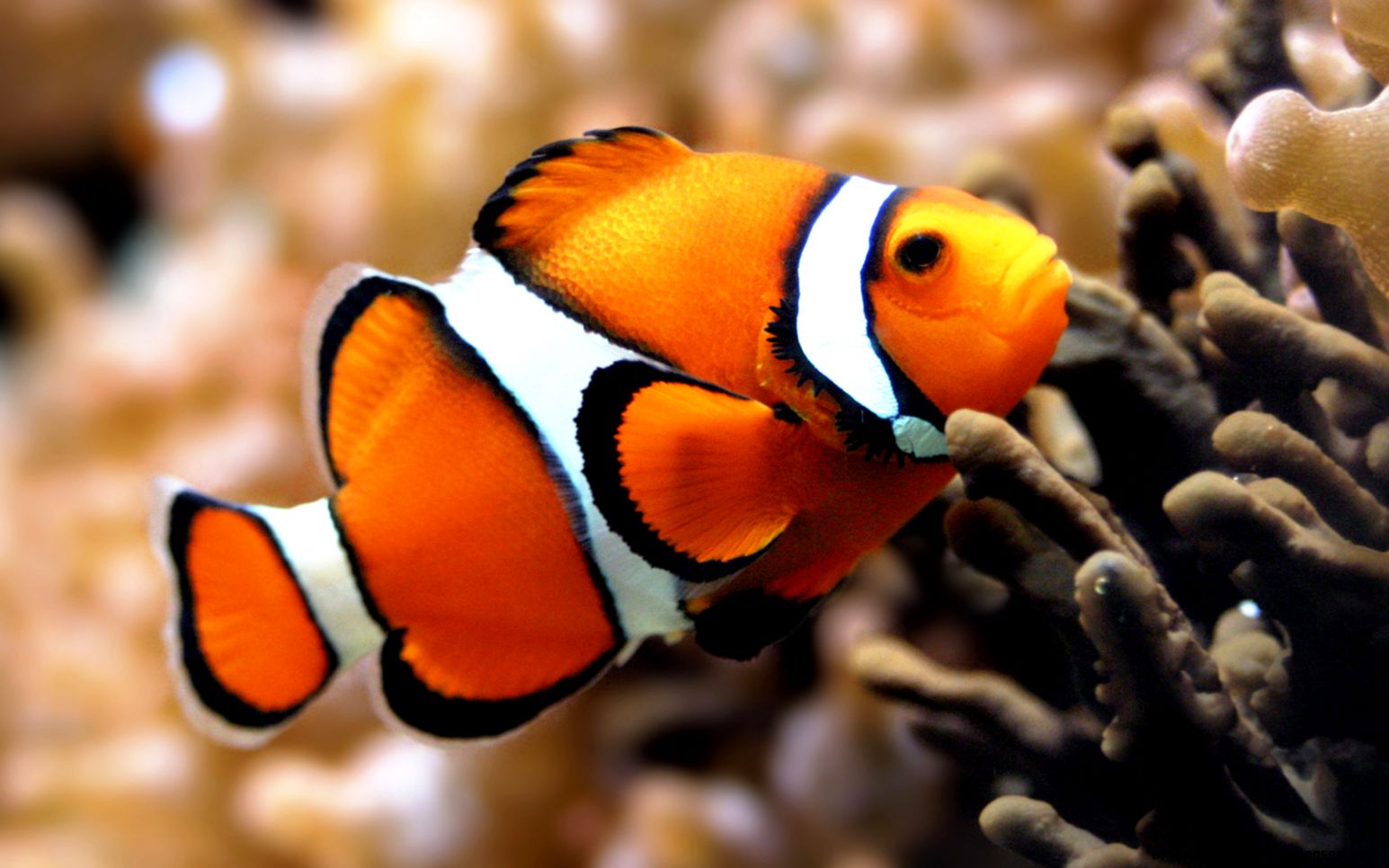 HD Fish Wallpaper HD Wallpapers Backgrounds of Your Choice HD Fish Wallpaper HD Wallpapers Backgrounds of Your Choice
