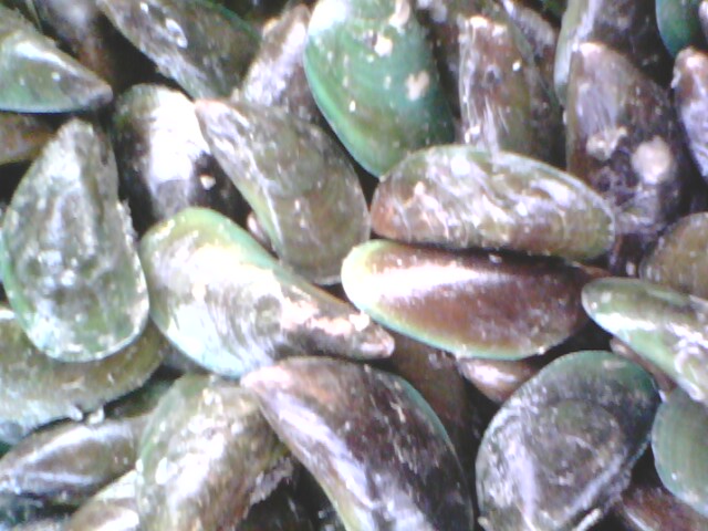 ANEKA KERANG: Jual Aneka Kerang