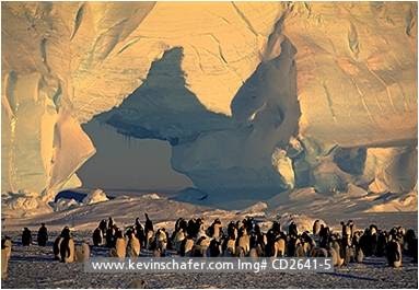 Biology Performance Task: Predators and other threats against the