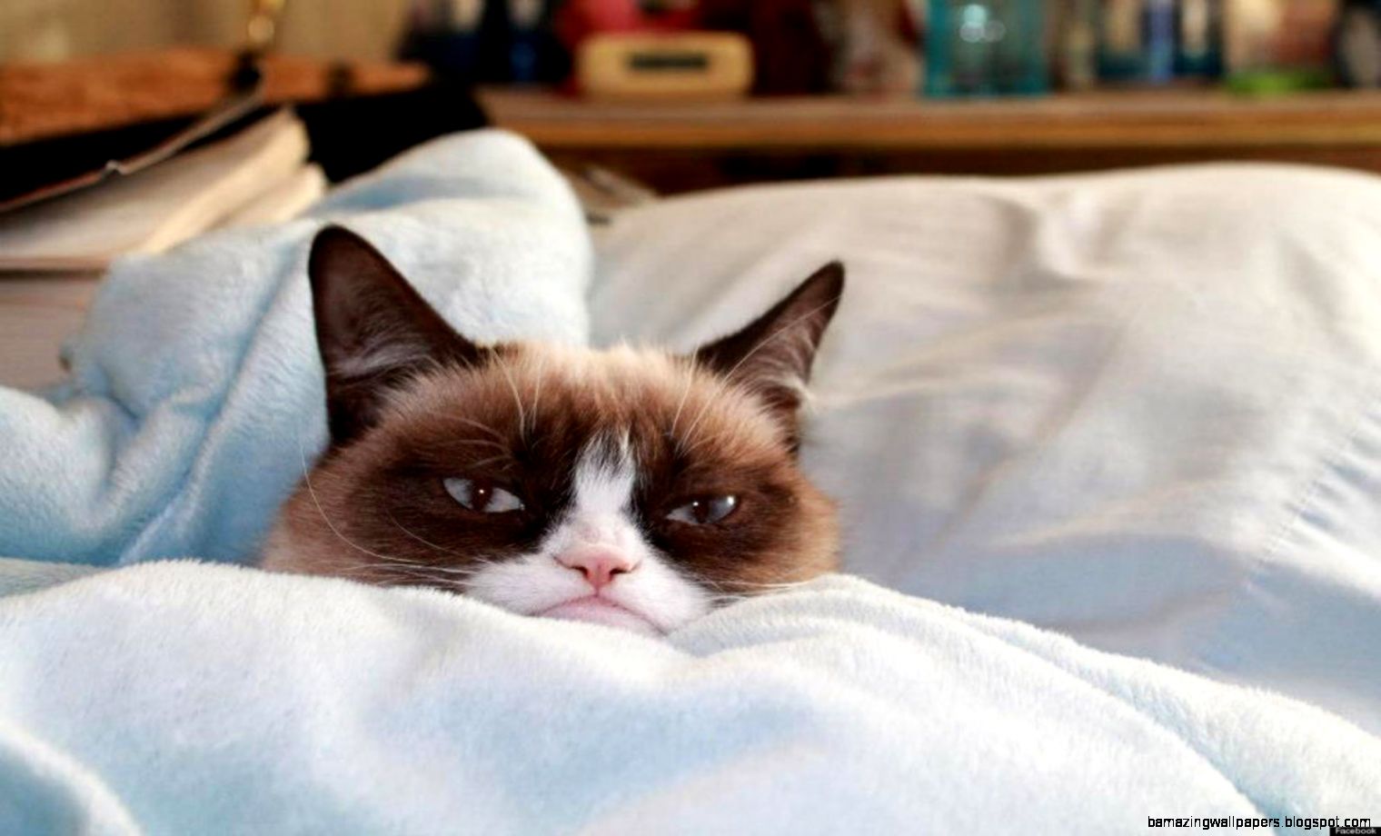 Grumpy Cat No Wallpaper 6911871 Grumpy Cat No Wallpaper 6911871