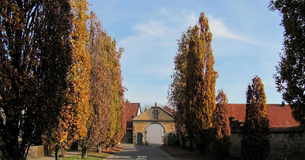 Quercus robur /"Fastigiata Koster/" schlanke Säuleneiche veredelte Pflanze