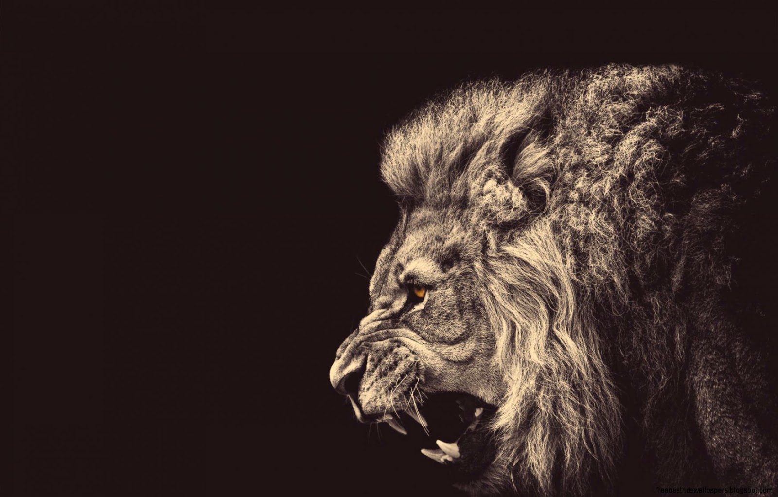 Cool Lion Roaring Cool Lion Roaring