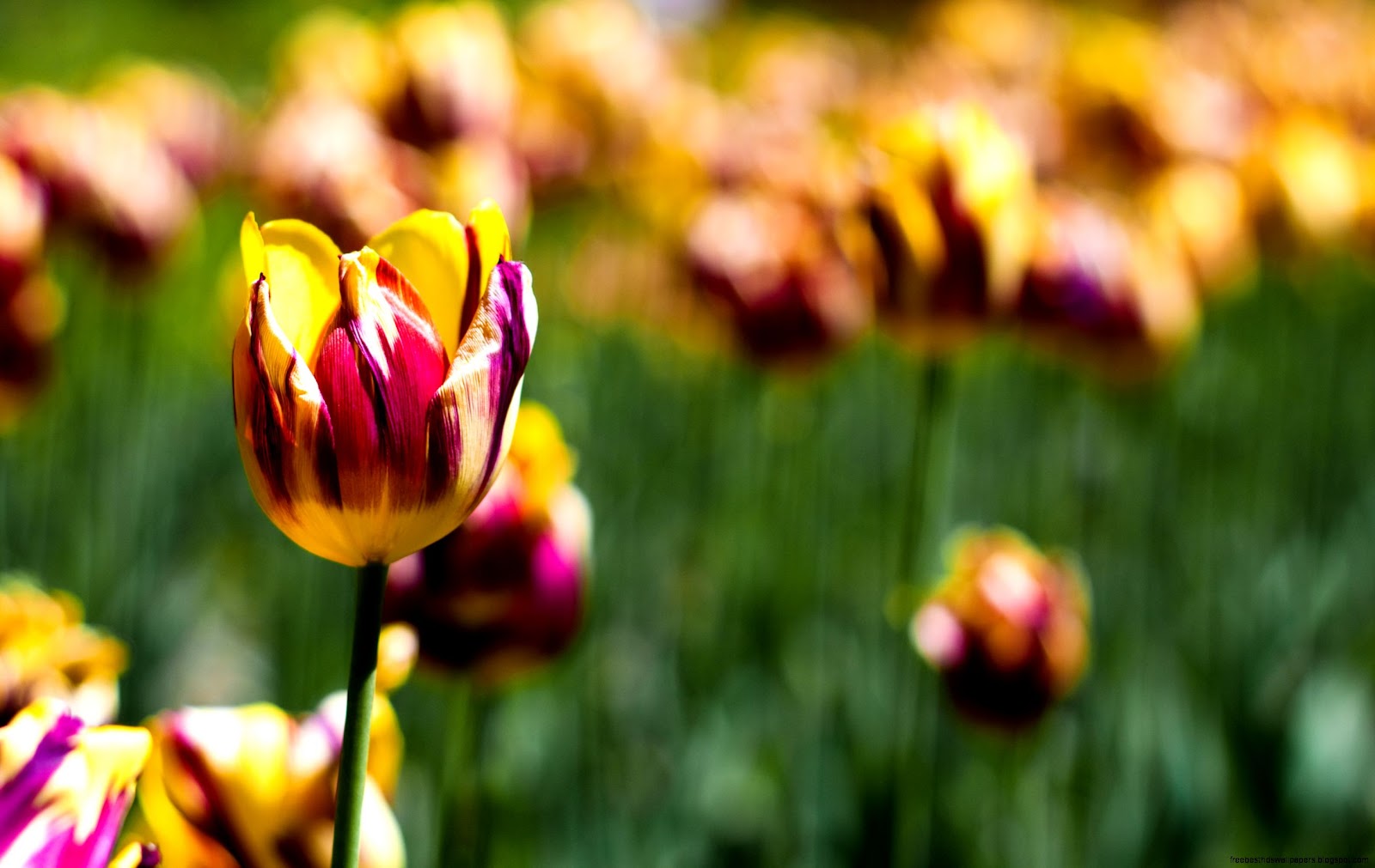 Tulips Botanical Garden Tulips Botanical Garden
