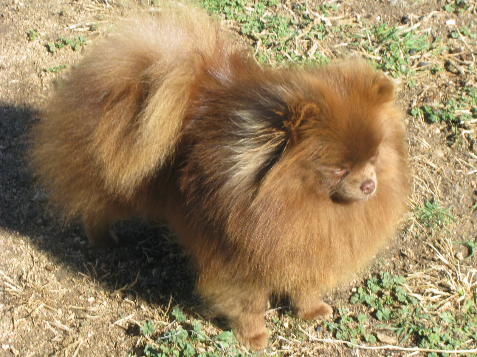 Pomeranian Colours