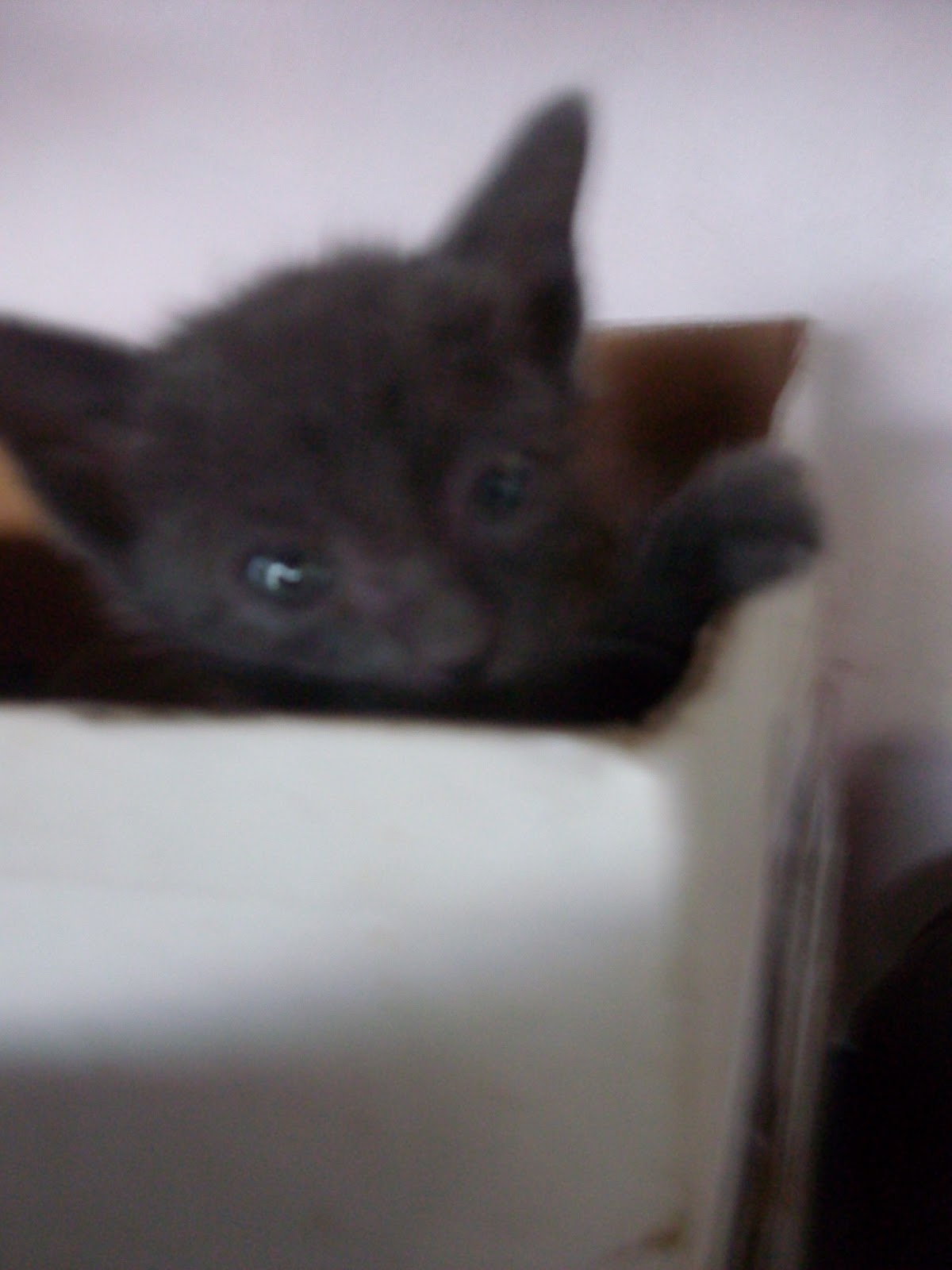 selamatkan kucing jalanan: TIPS PENJAGAAN ANAK KUCING