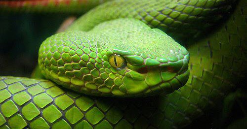 chumatimepass: Why do snakes sleep with their eyes open?