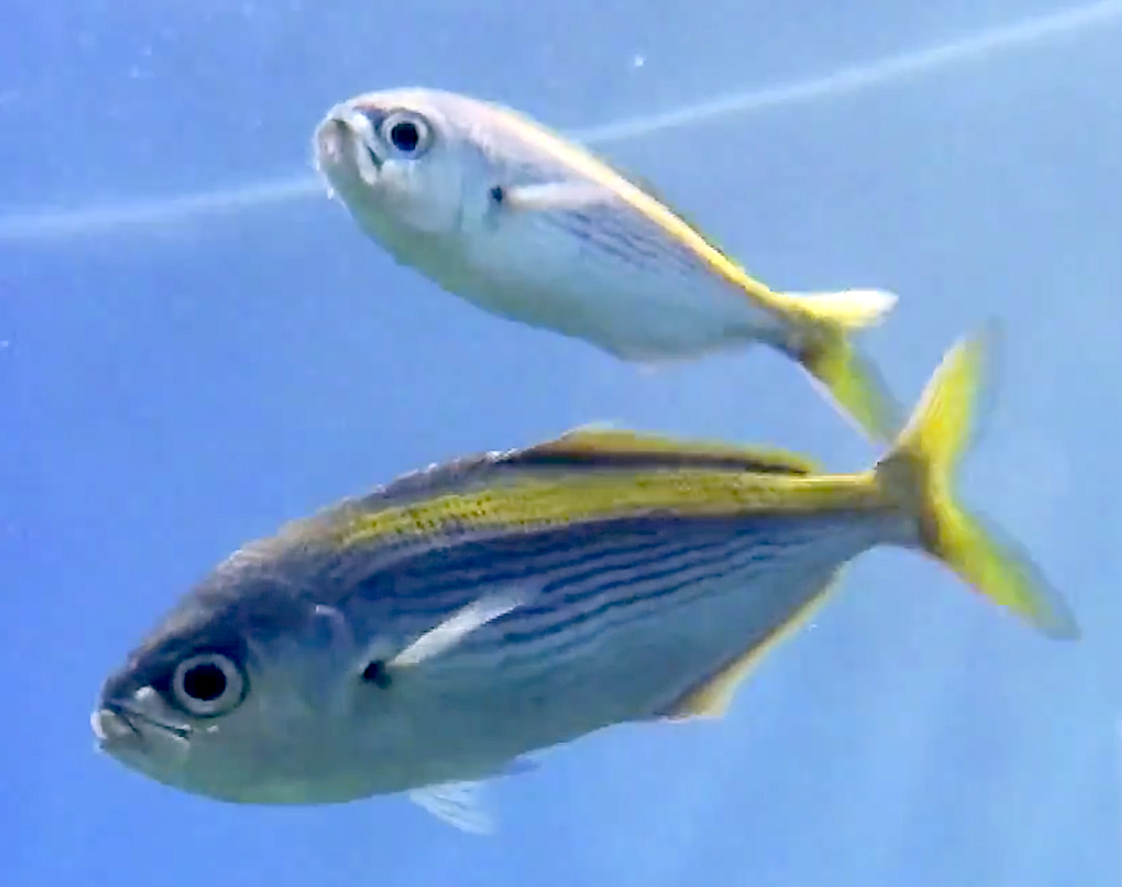 Aquarium Movies (Japan) archive 生きている魚図鑑 タカベ Yellowstriped Butterfish