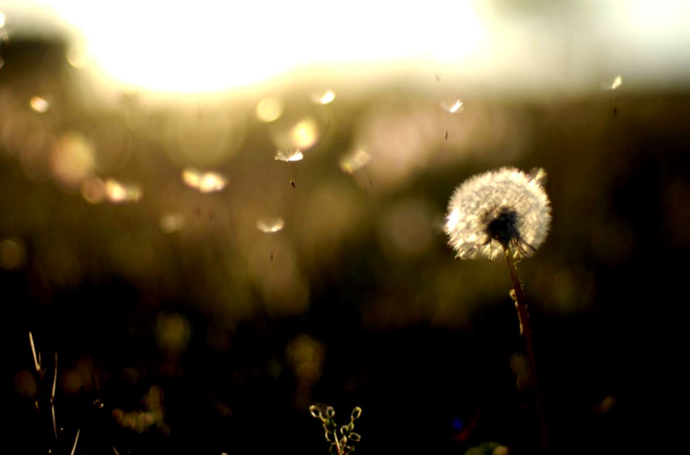 Landscape Dandelions House Sunset Hd Wallpaper  Best Desktop Landscape Dandelions House Sunset Hd Wallpaper  Best Desktop