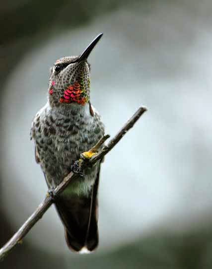 Foto Burung Kolibri Delima Terbaik