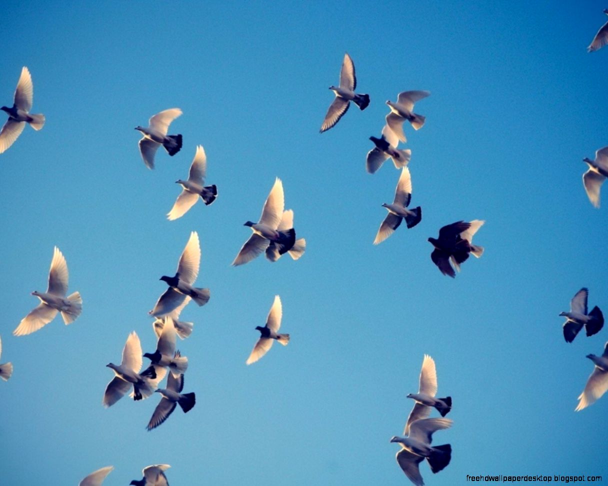 Birds Pigeons Sky Photo HD wallpaper 1680x1050 Birds Pigeons Sky Photo Birds Pigeons Sky Photo HD wallpaper 1680x1050 Birds Pigeons Sky Photo