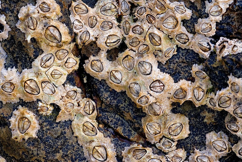 Miscellaneous999 揭開地球上最強膠水的秘密