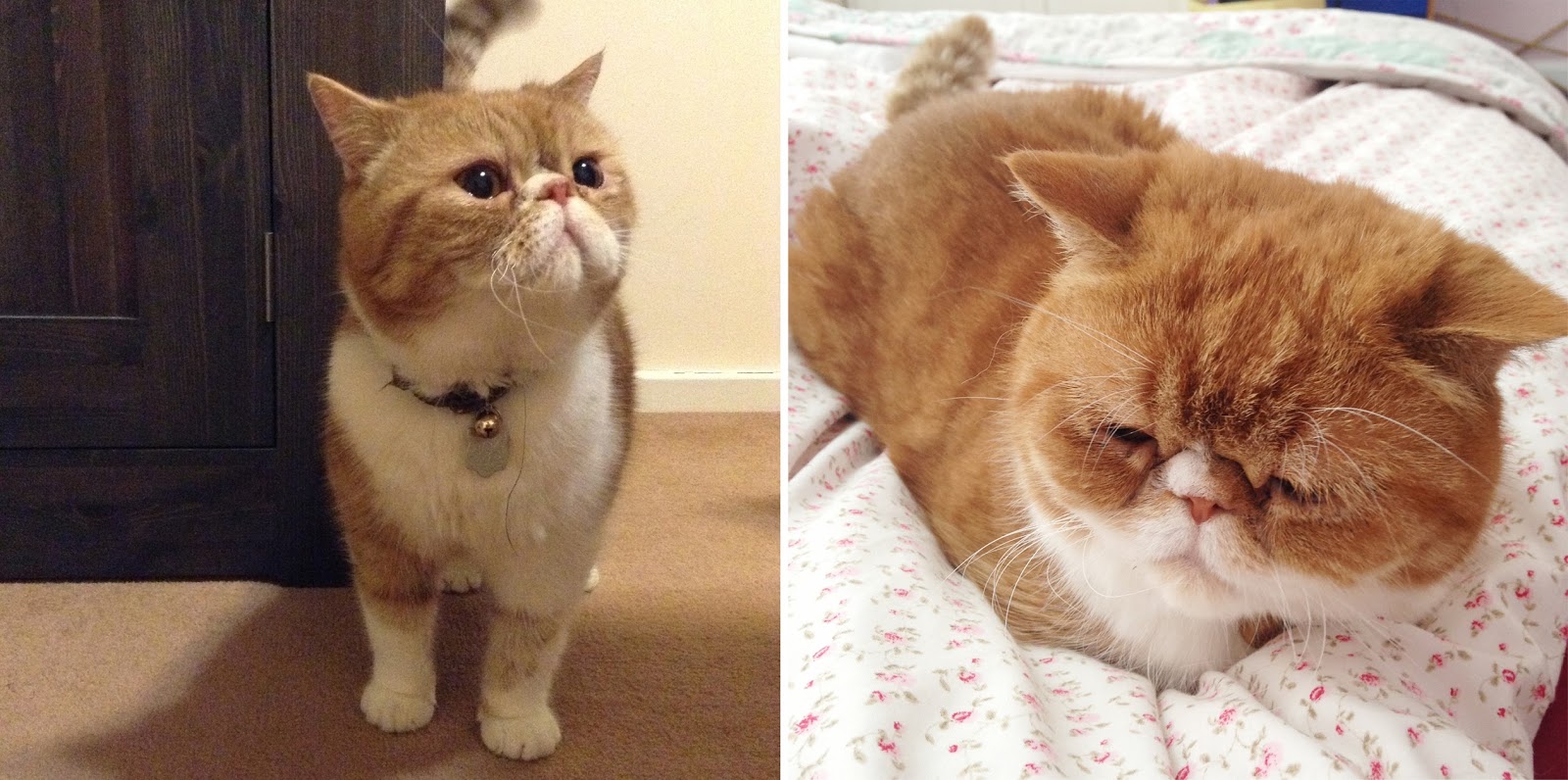 exotic shorthair, ginger cat exotic shorthair, ginger cat