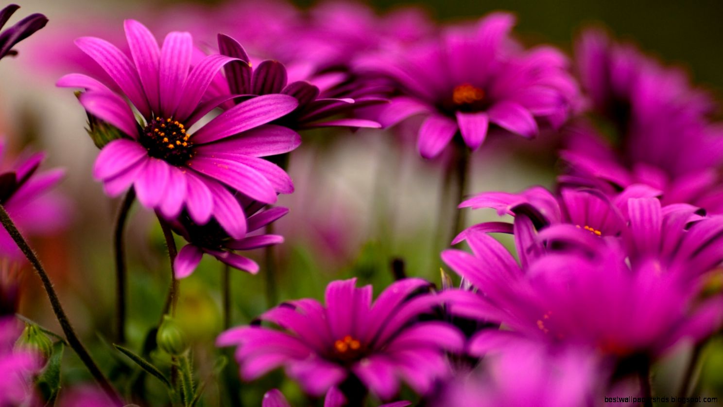 wallpaper of flower wallpaper of flower
