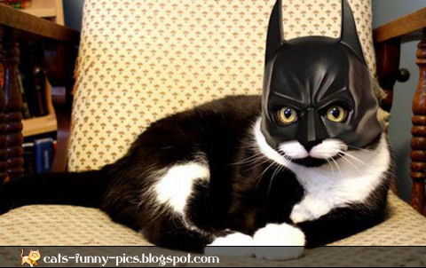 Funny cat Batman mask