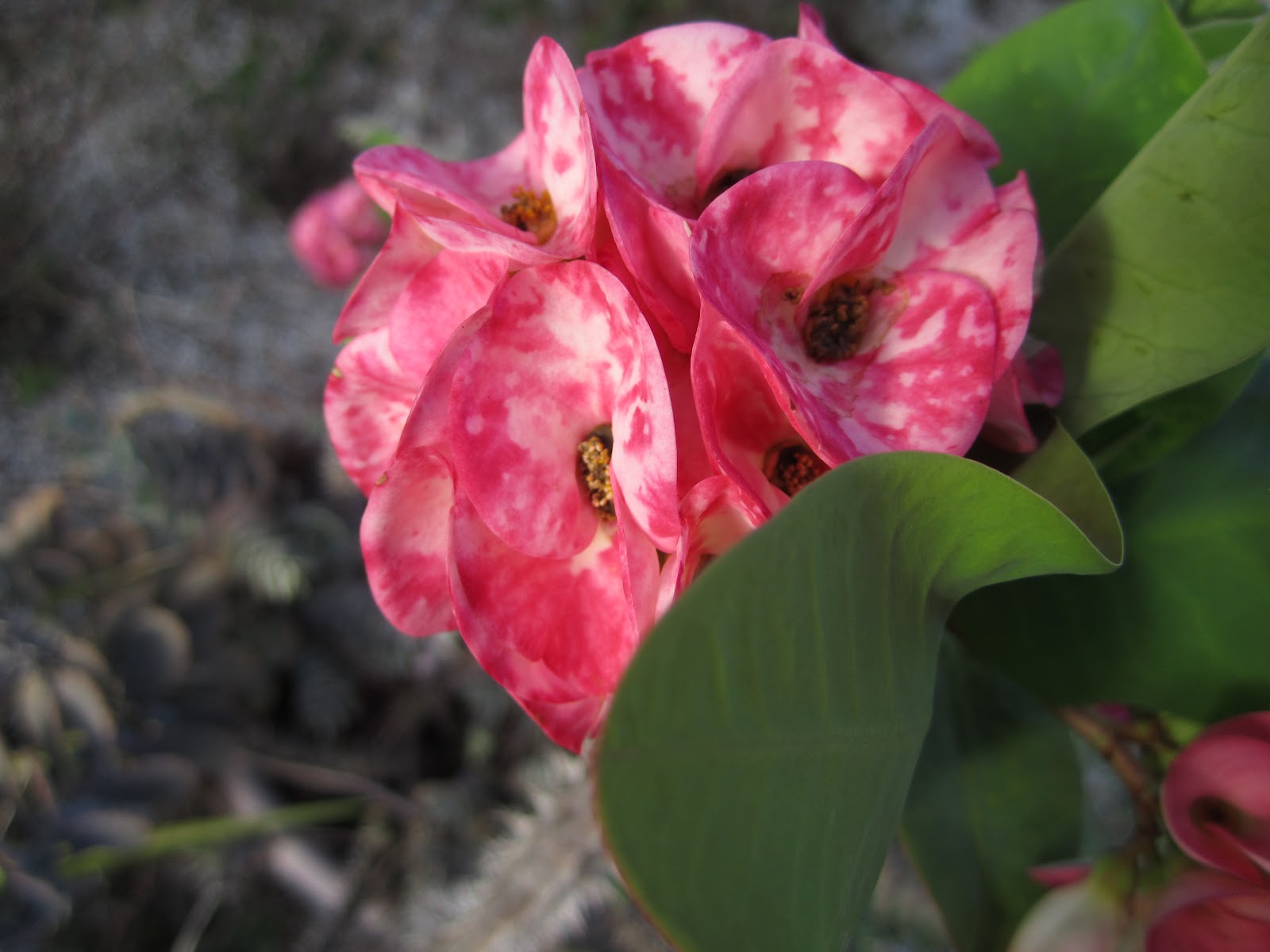 Plant Preview Evergreen Crown Jewel R Gardenia Drenches The