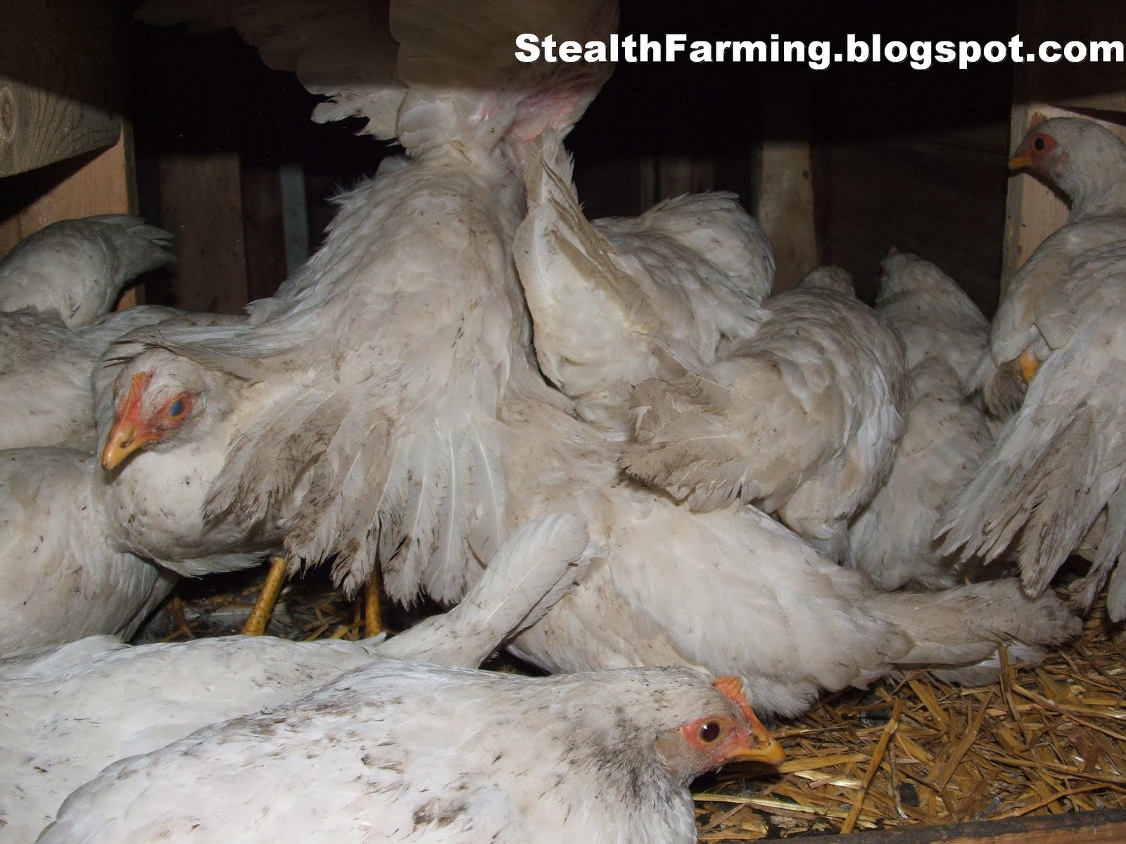 Stealth Farming Life Is Good Getting Dirty