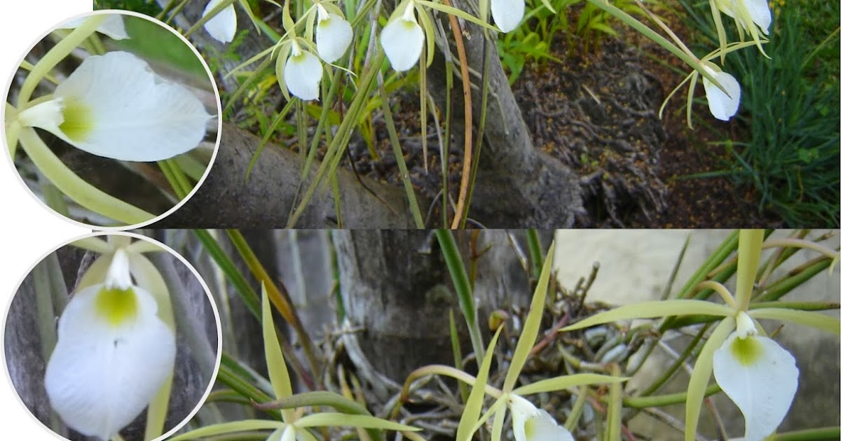 v e r d e c h a c o Brasavola / Perrini