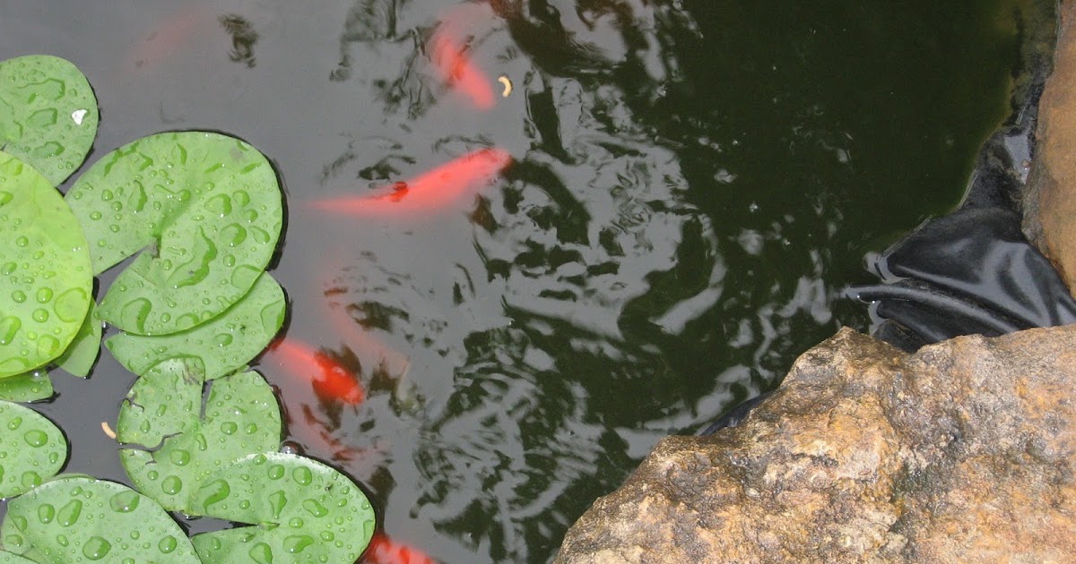 goldfish-pond.jpg