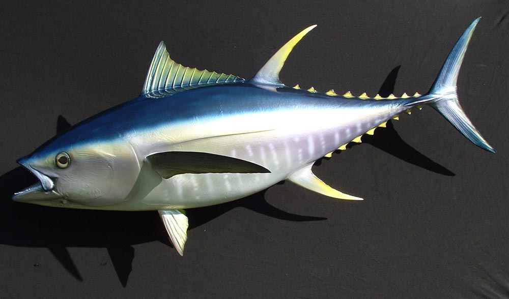 Ikan Tuna Budidaya Ikan Ikan Hias Resep Ikan Gambar dan Video