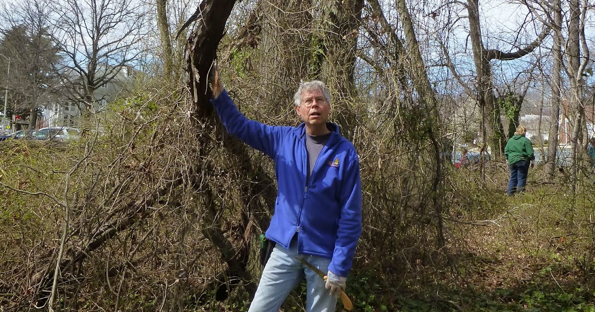 Invasive Plants in Arlington A Giant Wild Grape Vine that Would Have