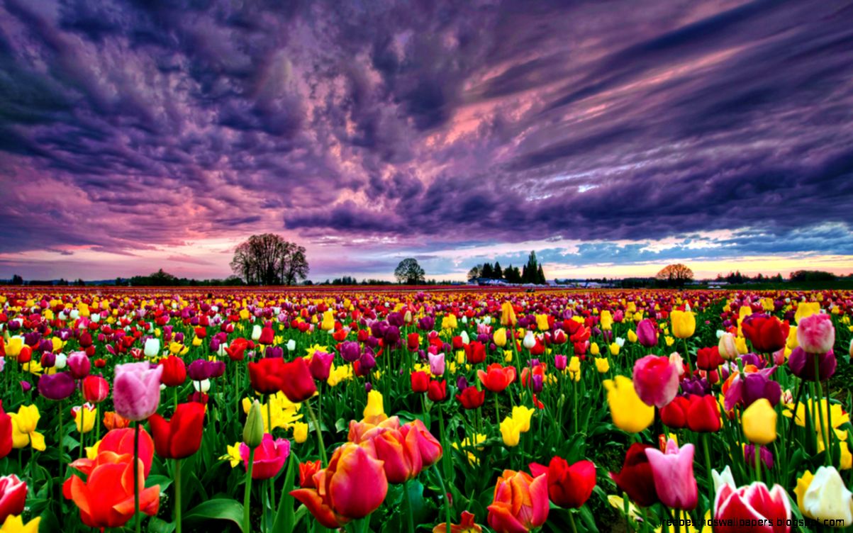 Tulips field hd wallpaper 1280x800 32326 Tulips field hd wallpaper 1280x800 32326