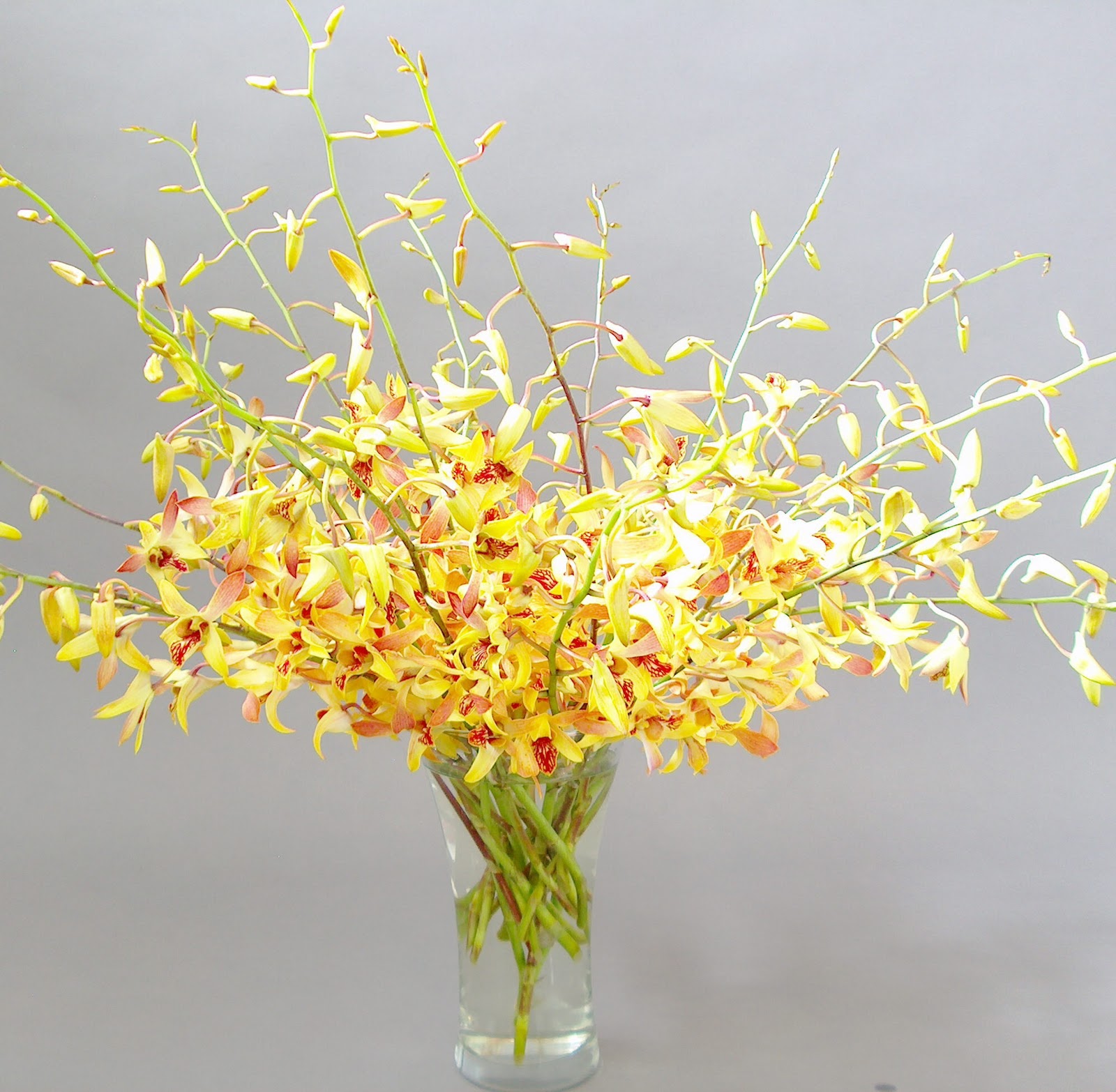 Online Orchid Flower Delivery Orchidaceous! Orchid Blog