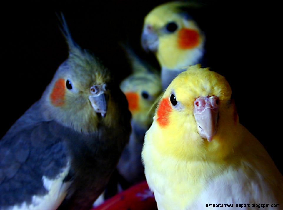 Cockatiel wallpaper Cockatiel wallpaper