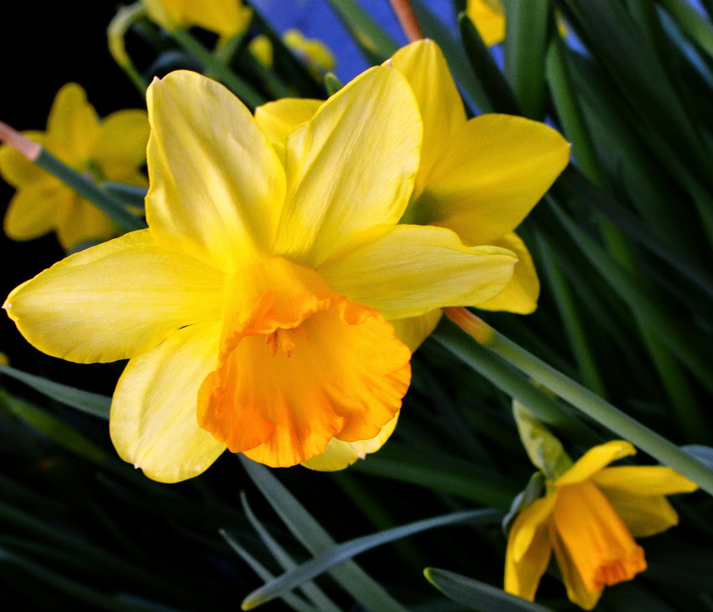 A SCRAPBOOK OF INSPIRATION The Gift of a Daffodil