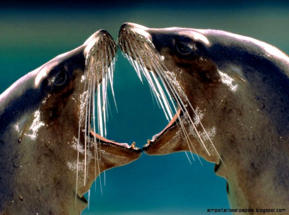 Desktop Wallpaper · Gallery · Animals · Hawaiian Monk Seals Free Desktop Wallpaper · Gallery · Animals · Hawaiian Monk Seals Free
